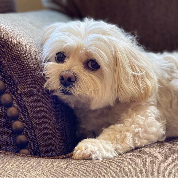 Meet your Posher, Jas - Picture 2 of 2